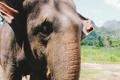 Im Dschungelcamp In Thailand: Khao Sok Nationalpark | Black Dots White ...