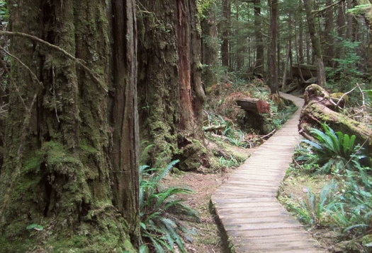 Rainforest Trail im Pacific Rim National Park, Kanada