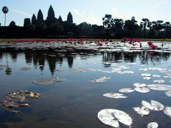 Angkor Wat Reflection mit Seerosen