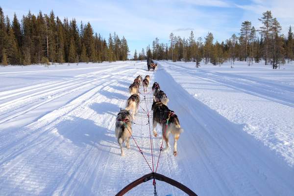 Hundeschlittenfahren in Schwedisch Lappland