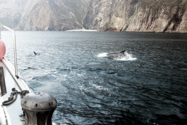 Delfine Slieve League Klippen Donegal