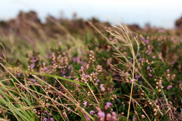 Heide und Moor Donegal