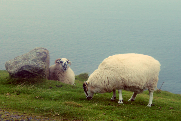 Schafe Donegal Irland