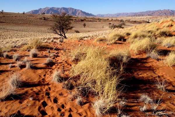 Zu Fuß durch die Wüste Namib – der Tok Tokkie Trail in Namibia