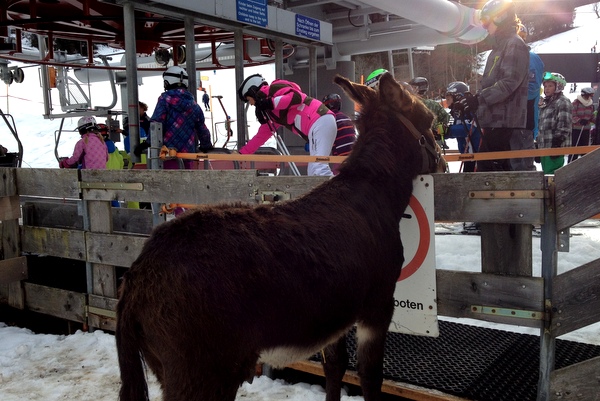Esel am Lift Tirol