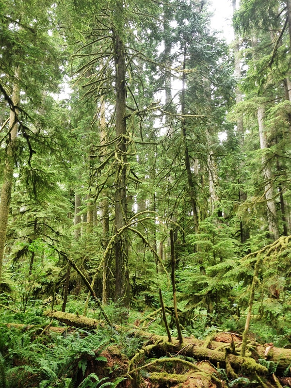 Regenwald Vancouver Island Westküste Regenwald Vancouver Island Westküste