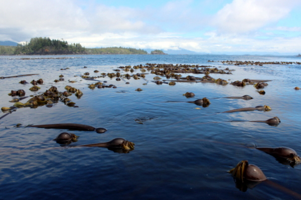 Sea Kayaking Westküste Vancouver Island Sea Kayaking Westküste Vancouver Island