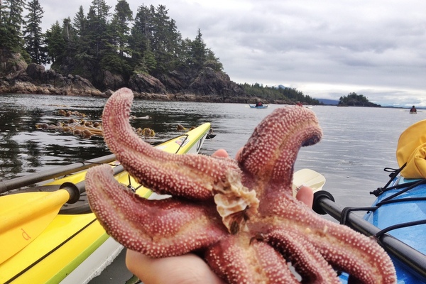 Seestern Sea Star Seestern Sea Star