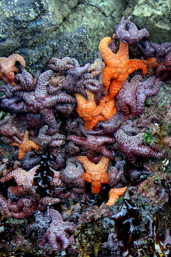 Seesterne Vancouver Island Seesterne Vancouver Island Sea Stars Westküste