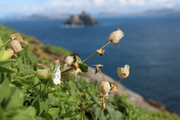 Blumen Skellig Michael Blumen Skellig Michael