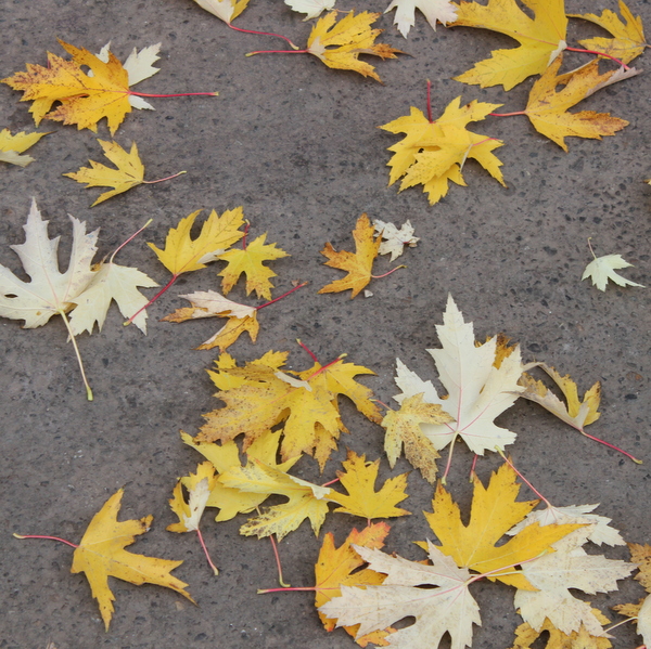 Herbstlaub Konstanz