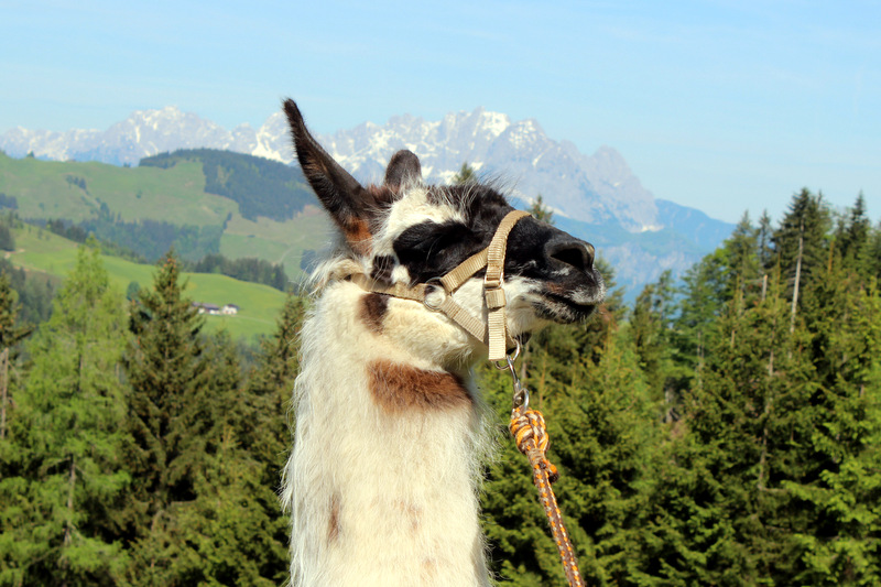 Lama-Trekking in Tirol