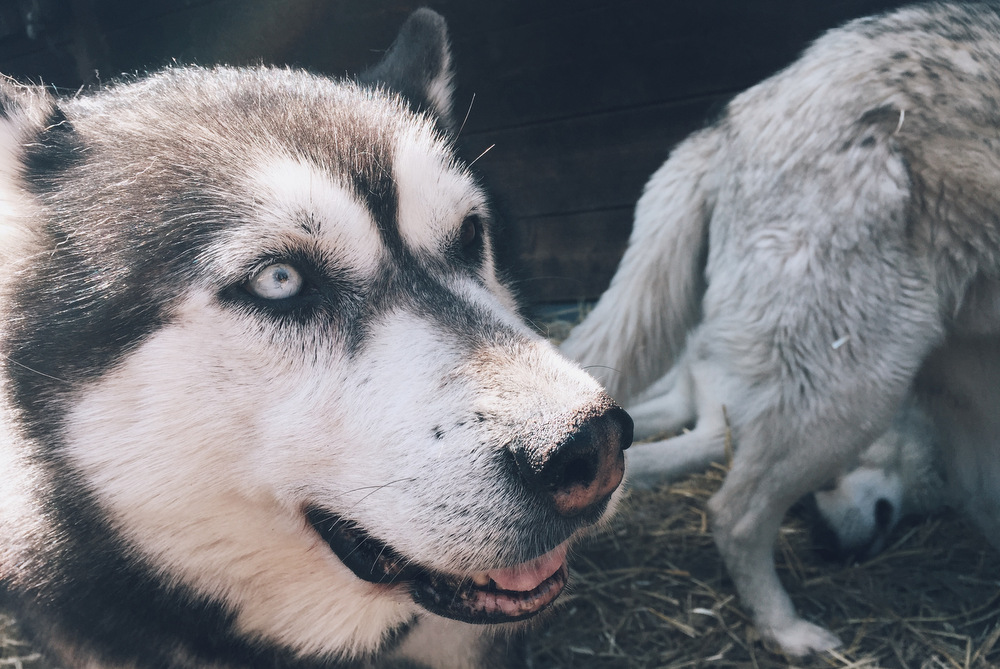 Schlittenhundekuscheln in Tirol: ein Besuch auf der Husky Ranch Angerberg