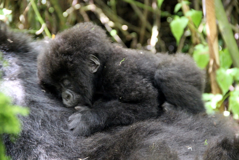 Berggorilla Baby Gorilla Tracking