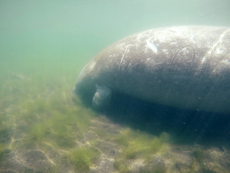 Crystal River Manatee Seekuh Florida