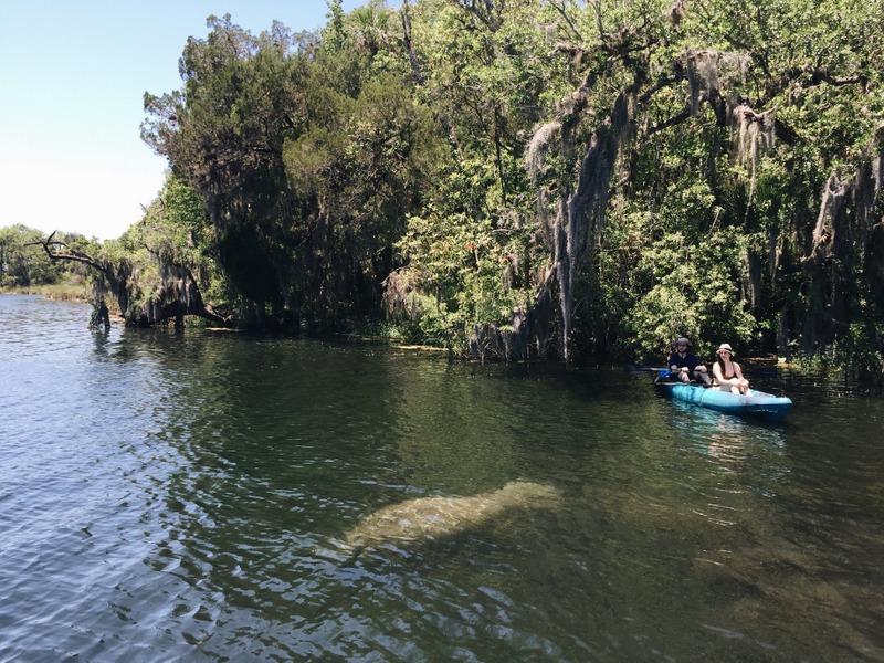 Crystal River Schwimmen mit Manatees Florida
