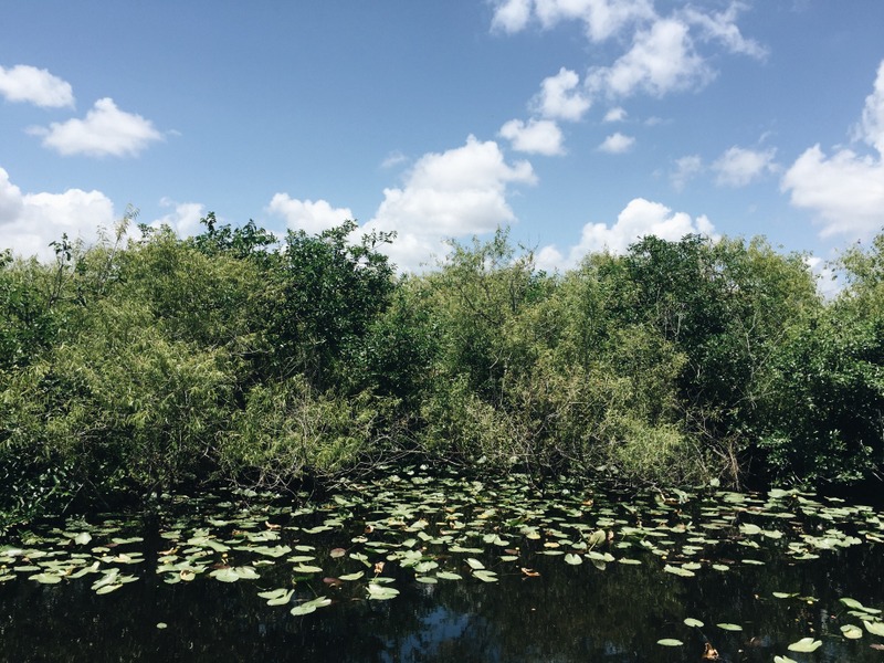 Everglades Florida Shark Valley
