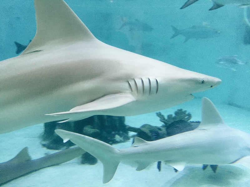 Sarasota Mote Aquarium