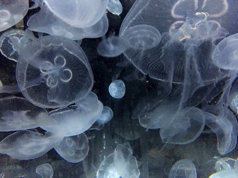 Sarasota Mote Aquarium Quallen Tipp