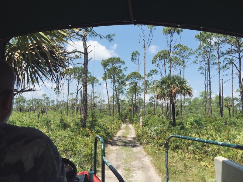 Sumpf Buggy Tour Everglades