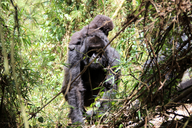 Die ultimative Begegnung: Gorilla Trekking im Volcanoes Nationalpark in Ruanda