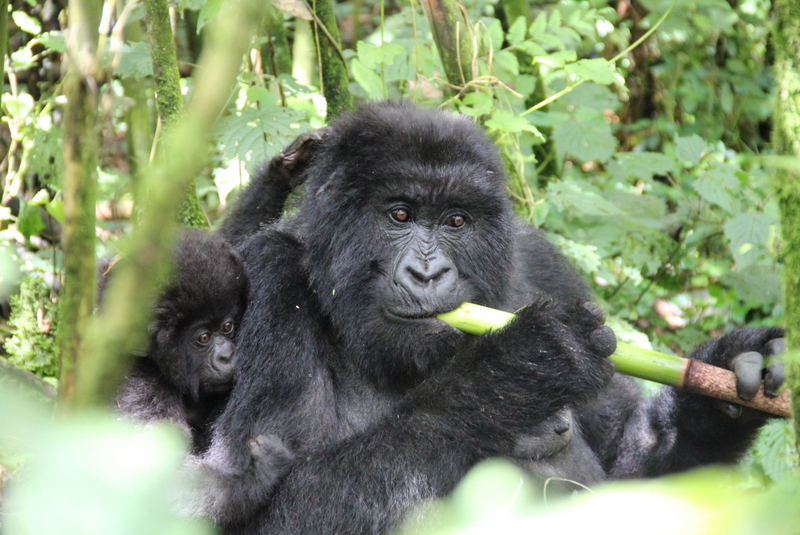 Uganda Rundreise: Diese Highlights solltest du nicht verpassen