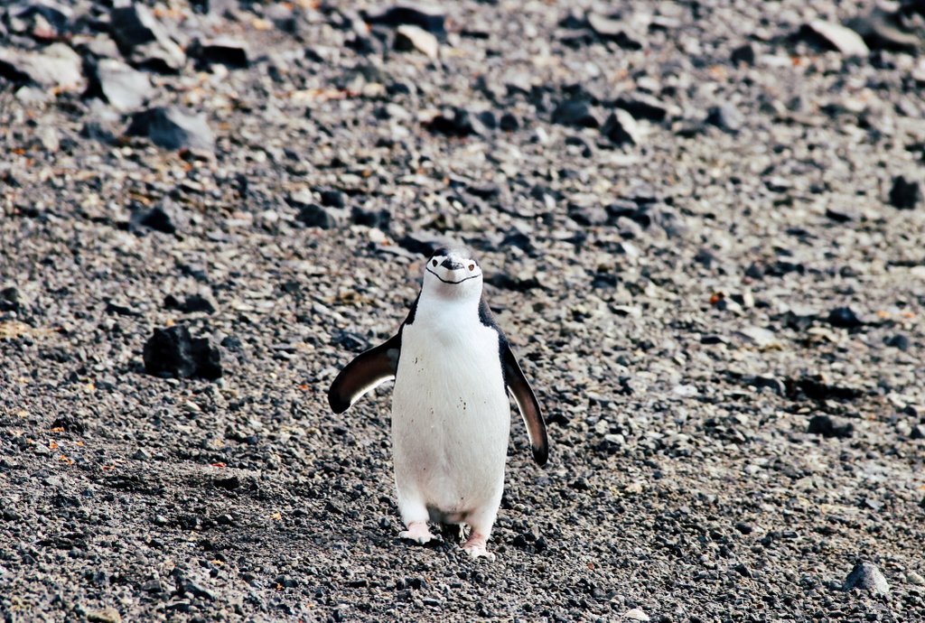 Zuegelpinguin-Antarktis-Deception-Island