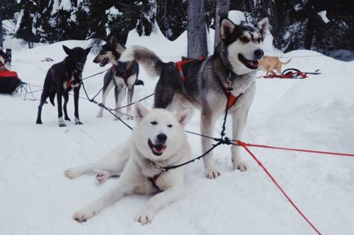 Huskys-Hundeschlitten-Kanada-Jasper