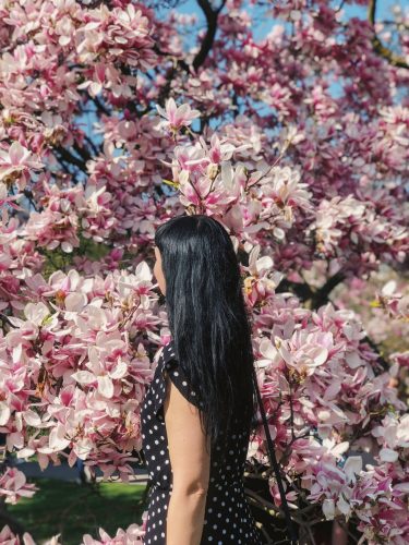 Stuttgart-Magnolien-Bluete-Wilhelma-Fruehling