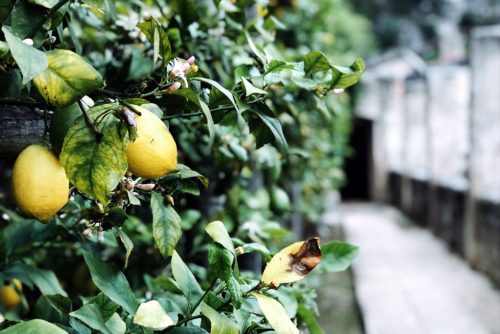 Limone-geheimtipp-Gardasee-Limonaia