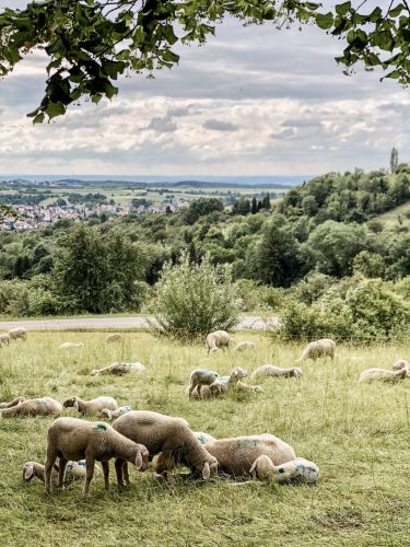 Wandern-Schwaebische-Alb-Schafe-Hohenneuffen