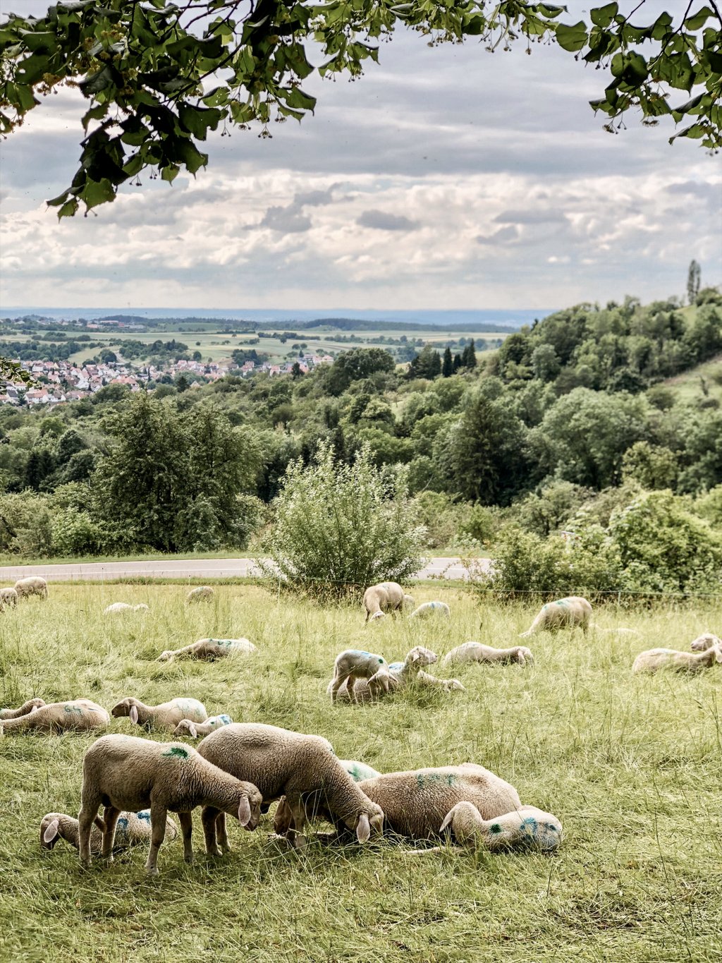 Wandern-Schwaebische-Alb-Schafe-Hohenneuffen
