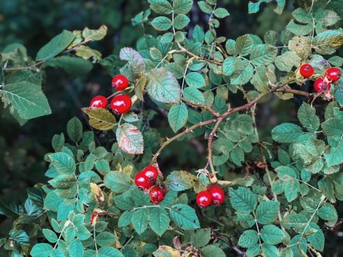 Schwaebische-Alb-Beeren
