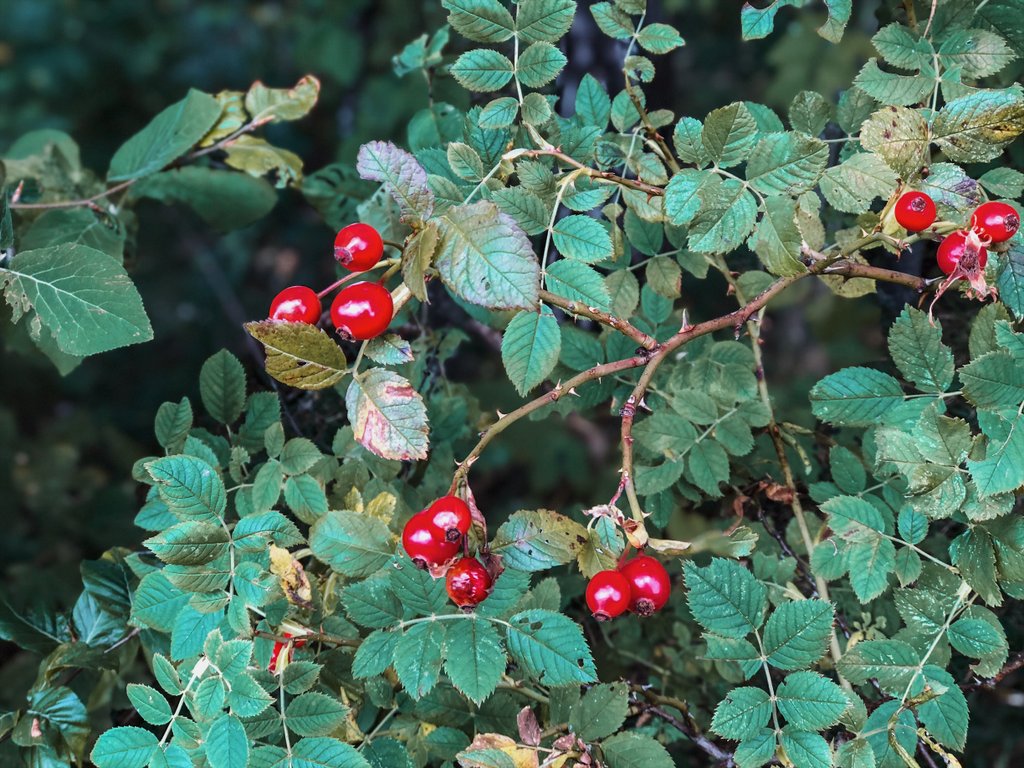 Schwaebische-Alb-Beeren