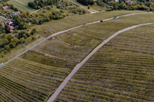 Weinberge Grafenberg Schorndorf Remstal