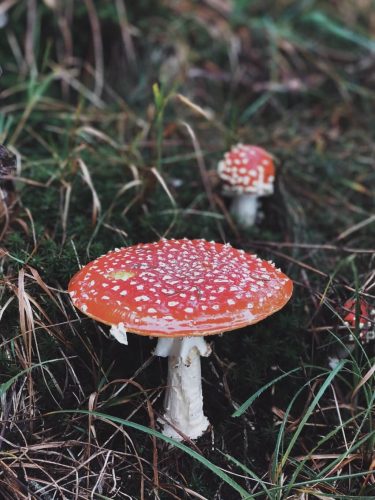 Fliegenpilz Herbst Schwarzwald