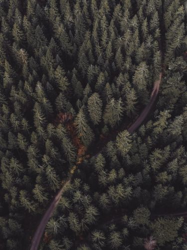 Schwarzwald Baeume Wald Drohne