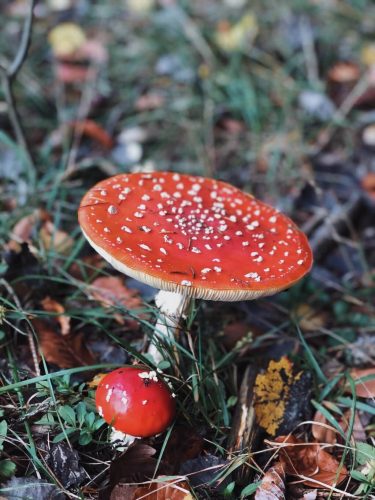 Schwarzwald Herbst Pilze