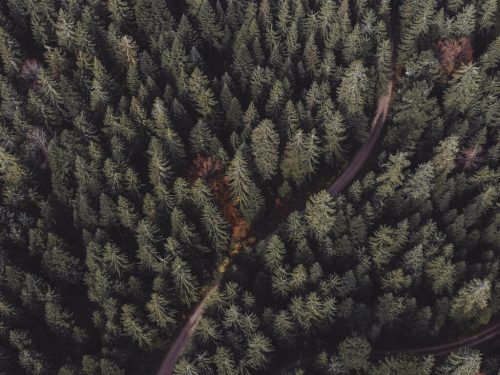 Schwarzwald Wald von oben