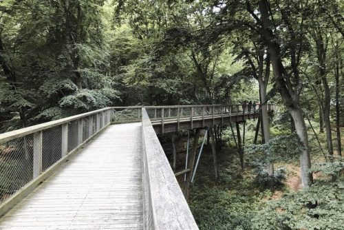Baumwipfelpfad Ruegen Steg