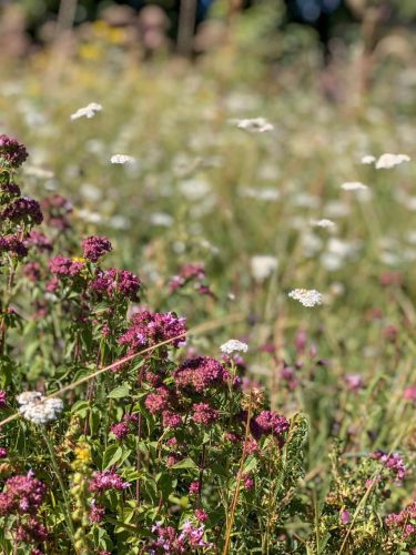 Blumenwiese Sommer Ostalb