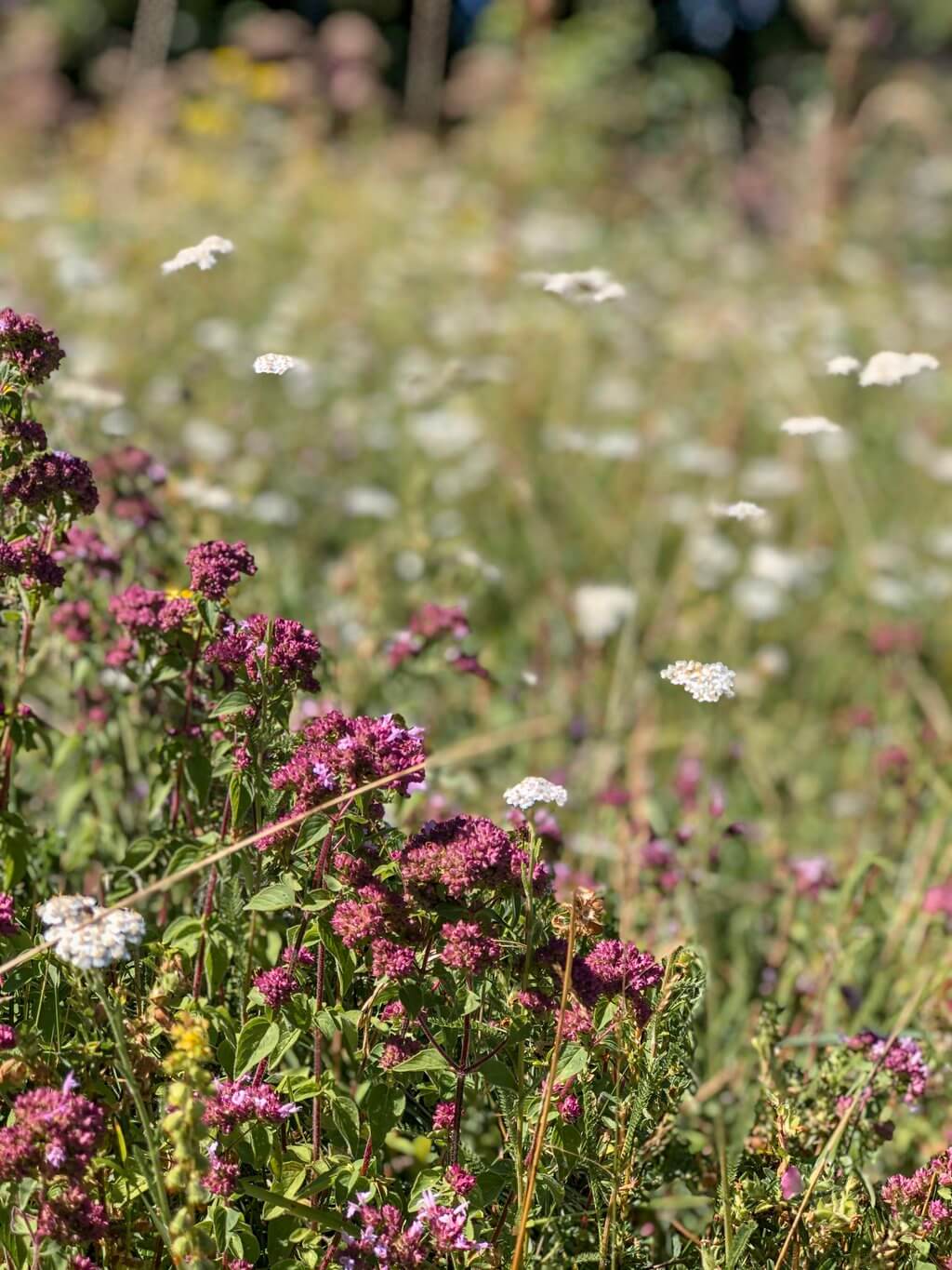 Blumenwiese Sommer Ostalb