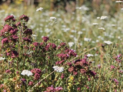 Wiese wandern Ostalb