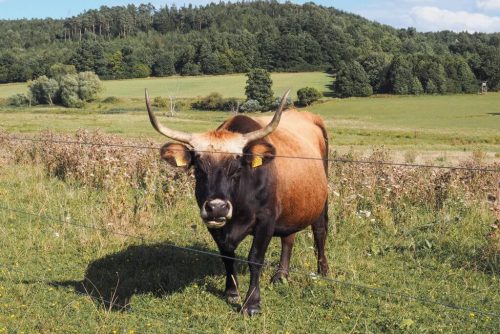 Auerochse Sechtaaue Bopfingen Ostalb