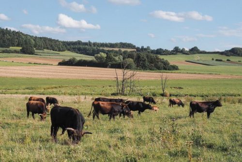 Auerochsen Ostalb Bopfingen