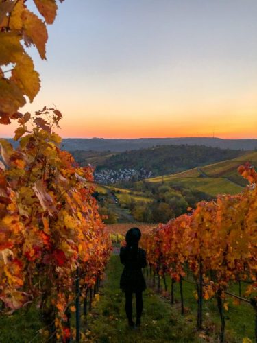 Sonnenuntergang in den Weinbergen Stuttgart