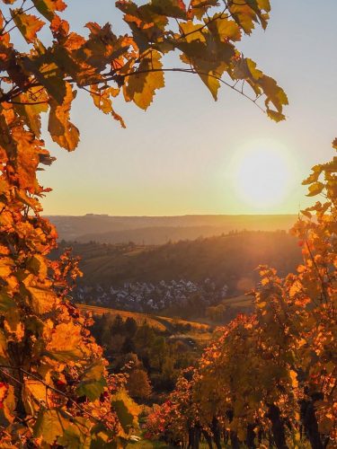 Uhlbach Stuttgart Weinberge