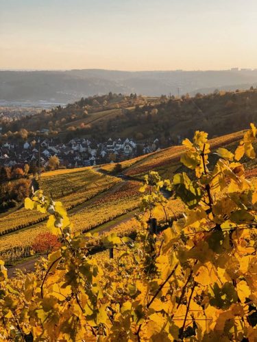 Weinberge Rotenberg Herbst