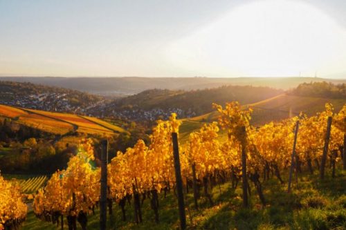Weinberge Stuttgart Rotenberg