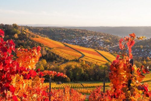 Weinwanderung Stuttgart